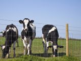 Hinge Knot Farm Fence