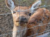 Hinge Knot Farm Fence