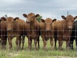 Fixed Knot Farm Fence