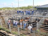 Cattle Panel